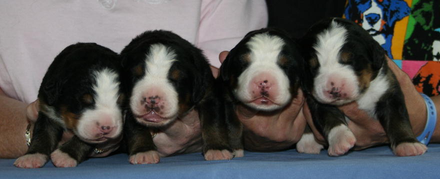 Left to Right - Cascade, Ripley, Kedron & Sabbaday
