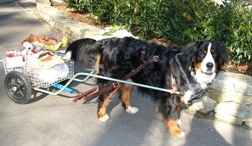 Oso Neuman
Cleaning up the neighborhood
