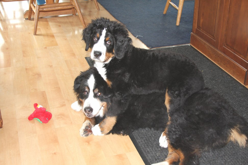 Gordie with Maddie.
3 Months Old.
