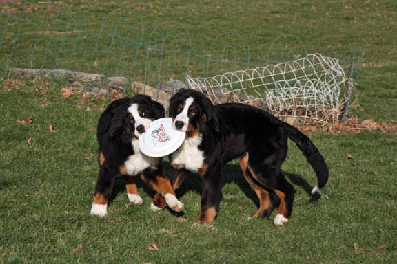 Gordie and Balsam 
Almost 5 Months Old.
