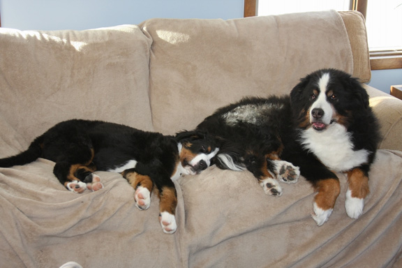 Gordie with Maddie.
16 Weeks Old.
