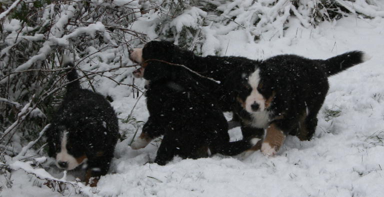 First Snow
