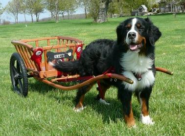 Hay Cart with 20 Inch Fiberglass Wheels
This is Greti Wagenblast
