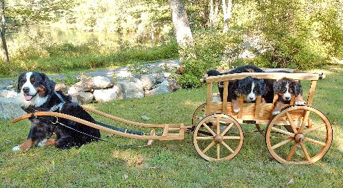Mac and Southwind Puppies with Large Replica Antique Goat Wagon
