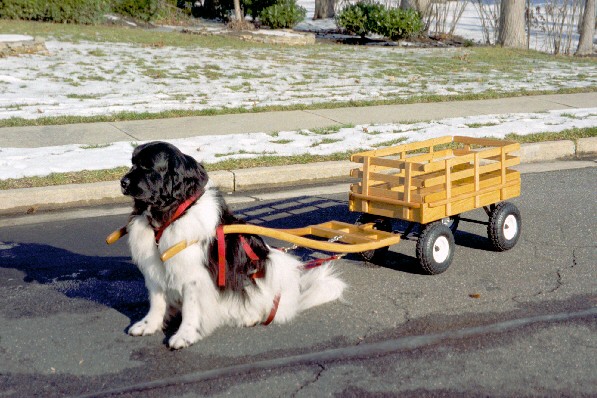 Maggie Anne with her Standard Basic Red Oak Wagon
