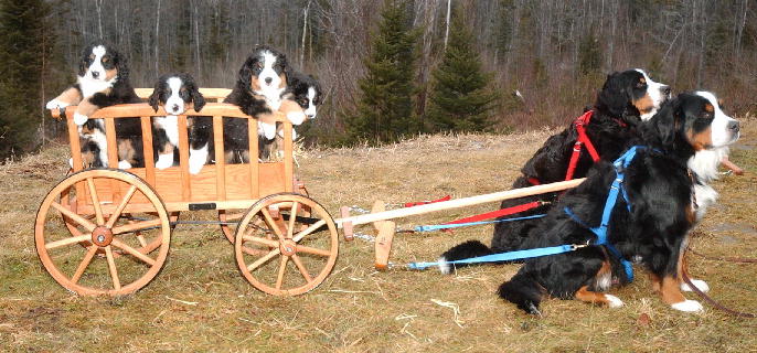 Proud Parents with Puppies in Antique Hay Wagon
