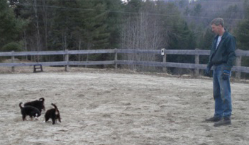 Puppies Exploring the Horse Ring Day 45
