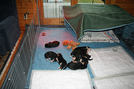 Moving Day - Pups in Playpen
Day 18 - The pups out grew the whelping box.
