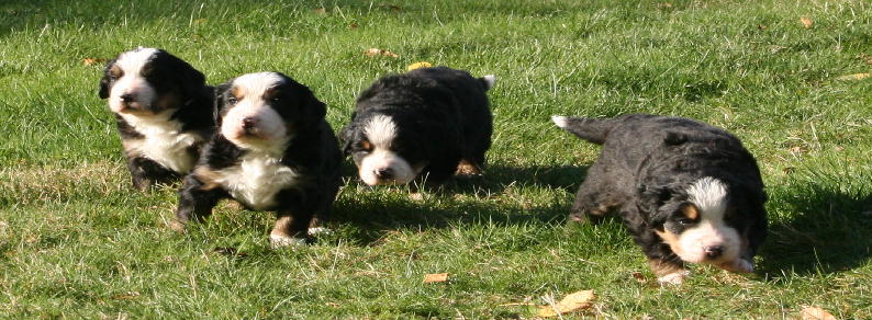 Day 25 - Pups Running Wild Through the Grass
