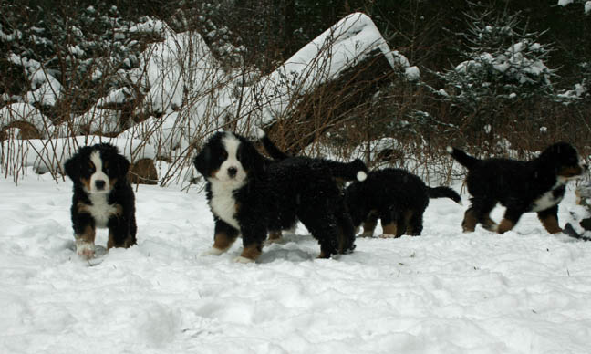 Pups In Snow Day 48
