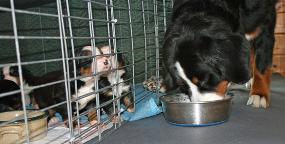 Pups Watching Ripley Eat - Day 21
Hey, where is our food?
