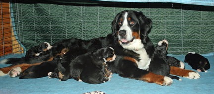 Ripley and Pups Day 19
