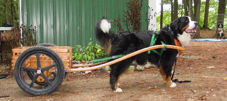 Toby Burwood and His New Cart at Nashoba Fall 2005 Fun Day
