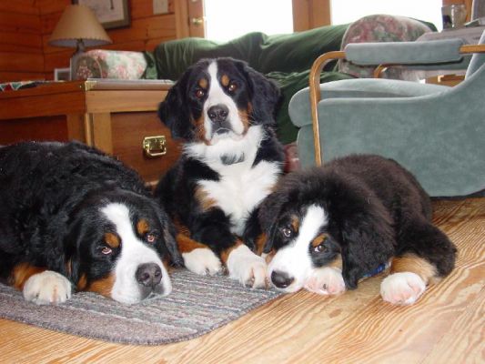 Daddy Mac, Mom Kessie and Baby Jefferson March 2005
