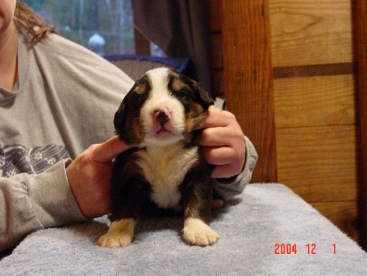 15 Day Old Bear Notch
