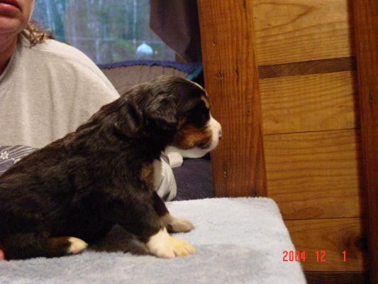 15 Day Old Bear Notch Side View
