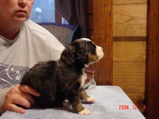 15 Day Old Bunnell Side View
