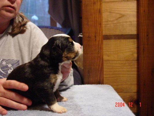 15 Day Old Carrigain side View
