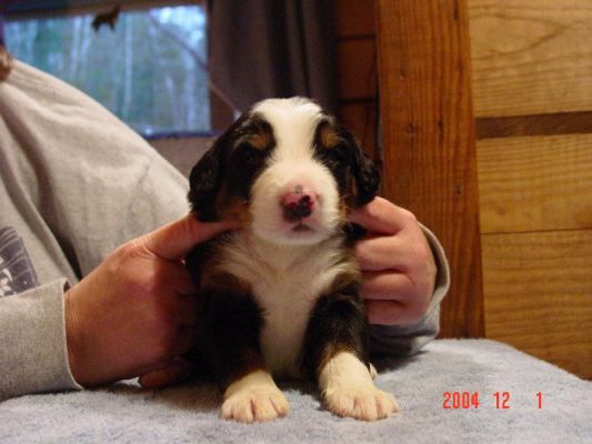 15 Day Old Crawford
