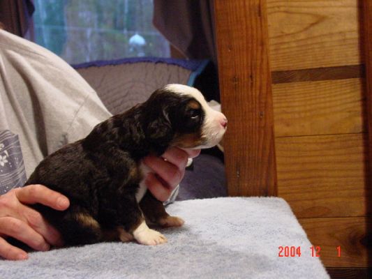 15 Day Old Pinkham Side View
