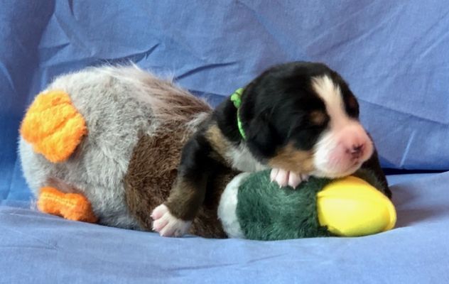 1 Week Old Greeley Brook - Female - 1.55 Pounds
