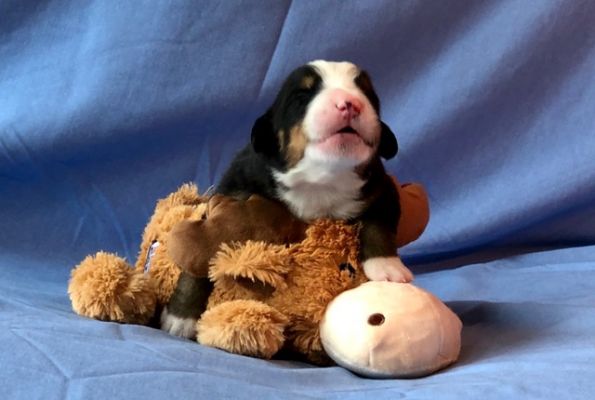 1 Week Old Watson Brook - Male - 1.55 Pounds
