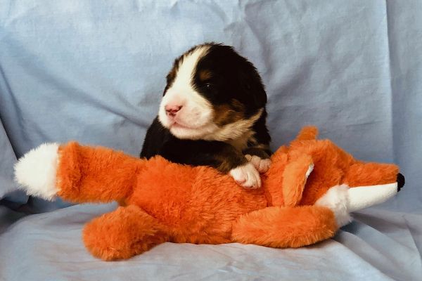 2 Week Old Cheney - Female - 2.4 Pounds
