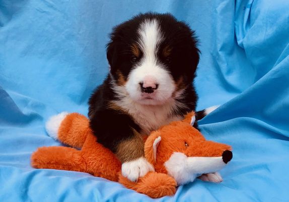 4 Week Old Chaney - Female - 5.5 pounds
