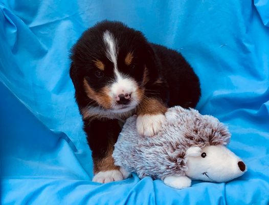 4 Week Old Hannah - Female - 6.15 pounds
