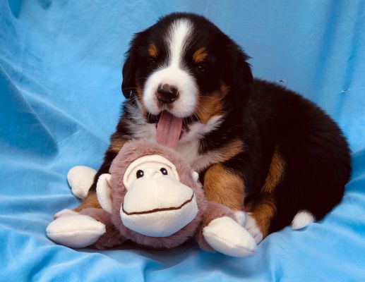 4 Week Old Meadow - Female -5.7 pounds
