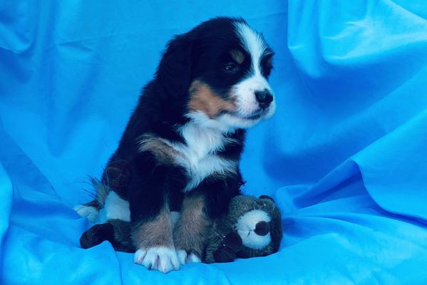 4 Week Old Kendall - Female - 5.05 pounds
