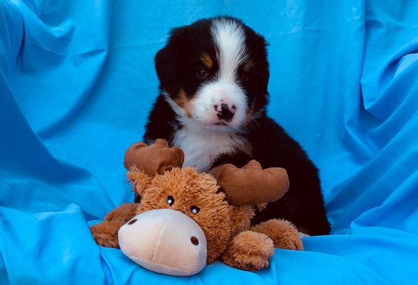 4 Week Old Watson - Male - 5.6 pounds
