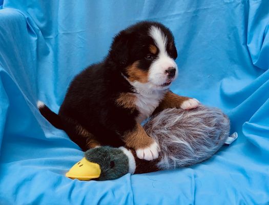 4 Week Old Greeley - Female - 5.4 pounds
