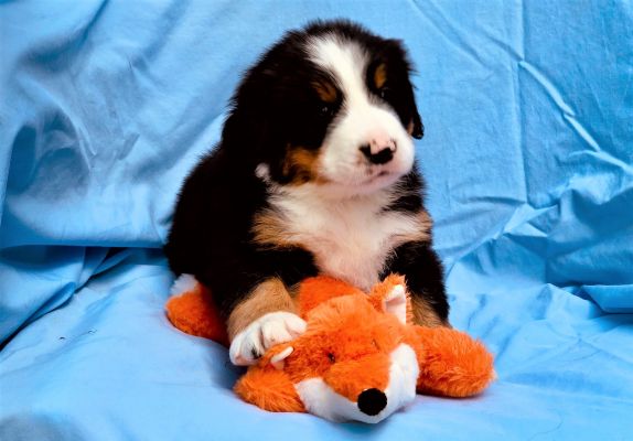 5 Week Old Chaney -Female - 7.6 pounds
