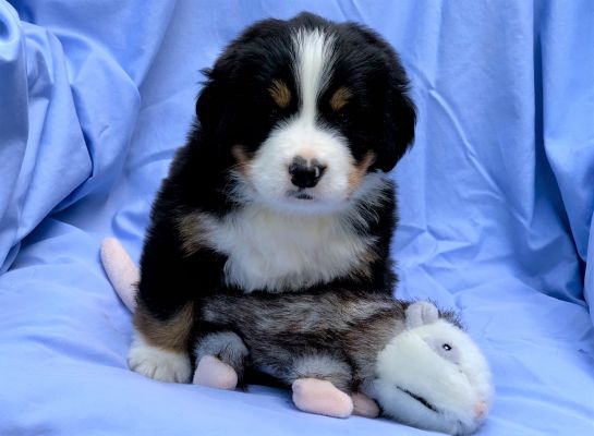 5 Week Old Eliza - Female - 7.7 pounds
