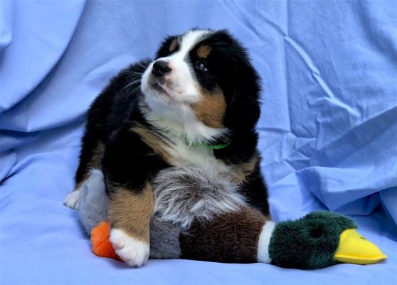 5 Week Old Greeley - Female - 7.0 pounds
