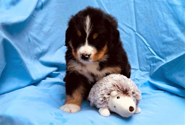 5 Week Old Hannah - Female - 8.55 pounds
