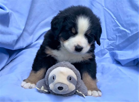 5 Week Old Jackman -Male - 8.45 pounds
