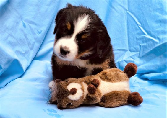 5 Week Old Kendell - Female - 6.6 pounds
