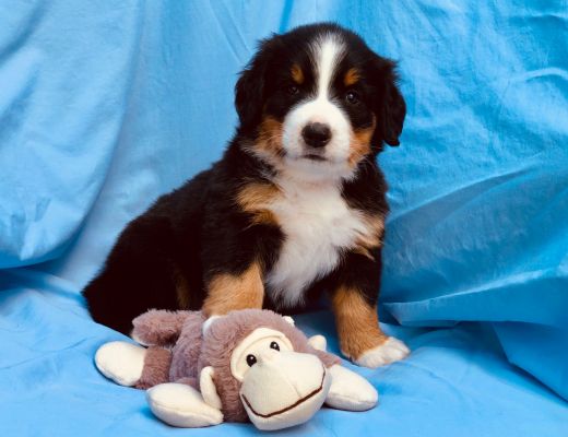 5 Week Old Meadow - Female - 7.75 pounds
