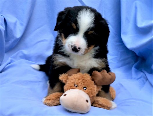 5 Week Old Watson - Male - 8.0 pounds
