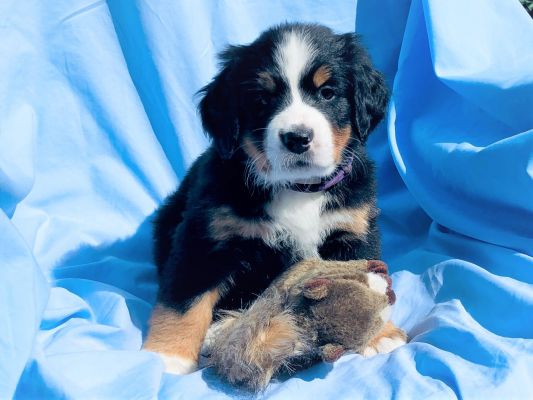 6 Week Old Kendell - Female - 8.7 Pounds
