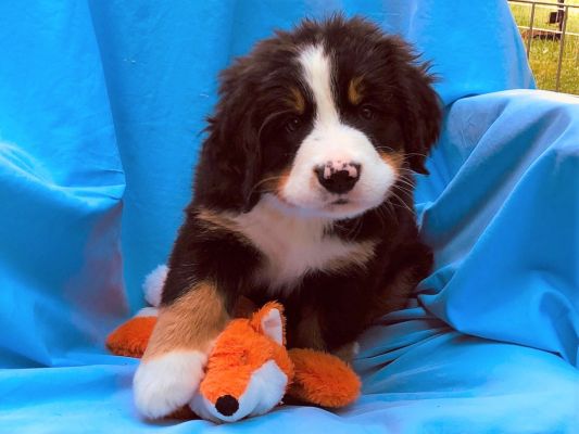 7 Week Old Cheney - Female - 11.65 Pounds
