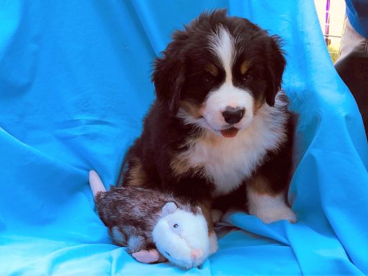 7 Week Old Eliza - Female - 12.75 Pounds
