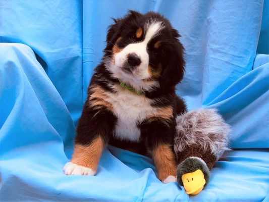 7 Week Old Greeley - Female - 11.95 Pounds
