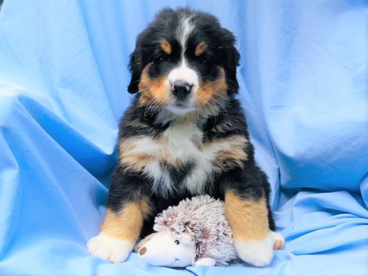 7 Week Old Hannah - Female - 13.7 Pounds
