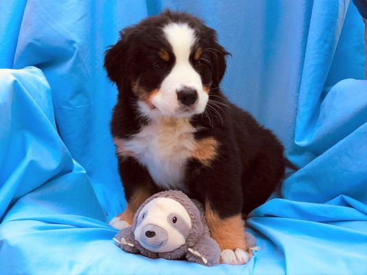 7 Week Old Jackman - Male - 13.6 Pounds
