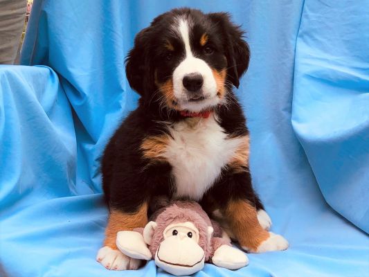 7 Week Old Meadow - Female - 12.6 Pounds
