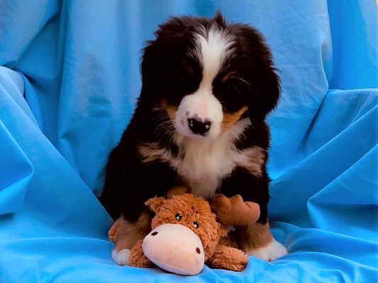 7 Week Old Watson - Male - 12.6 Pounds
