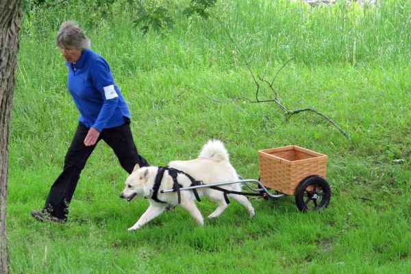 Acie and Georgina Cornell - New CKC DD
Acie, with his training wheel cart, is the first Norwegian Buhund to pass the CKC DD test.  What a wonderful team!
